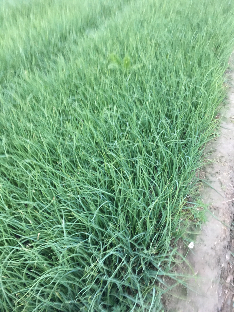 洋葱苗，河西二红，黄皮洋葱。