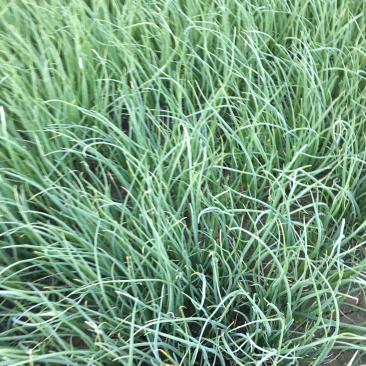 洋葱苗，河西二红，黄皮洋葱。