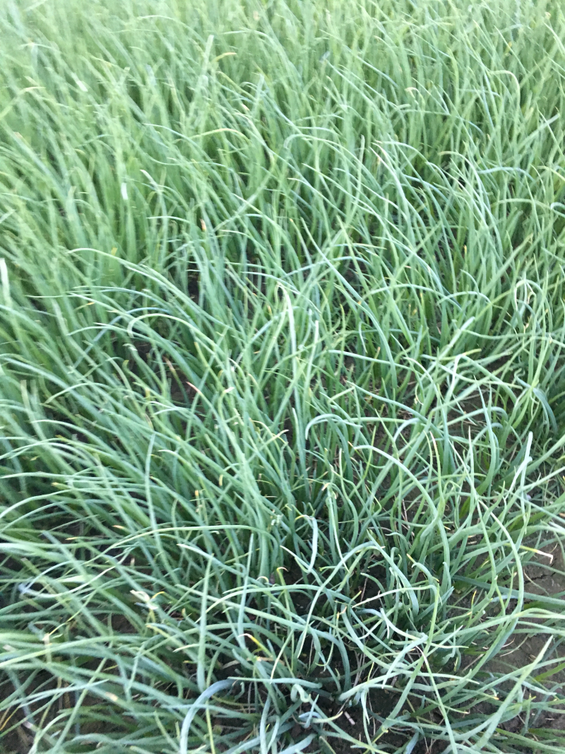 洋葱苗，河西二红，黄皮洋葱。