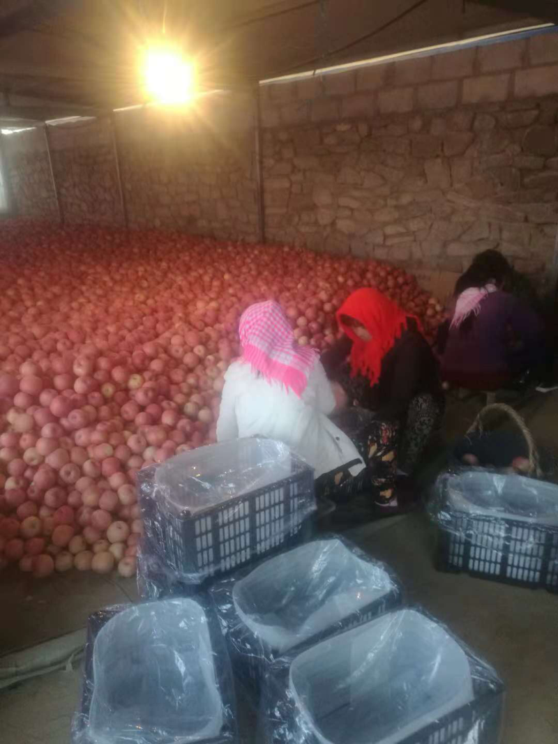 辽南地区代收，红富士苹果，色好，口感好，果面亮，有需要的