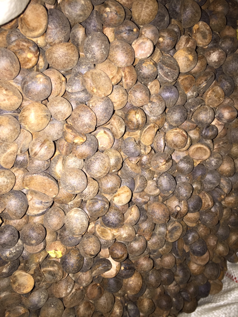 山茶油山茶籽正宗野生植物油