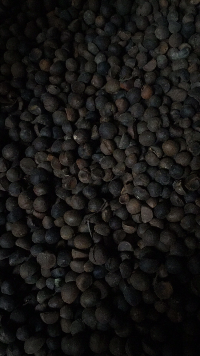 山茶油山茶籽正宗野生植物油