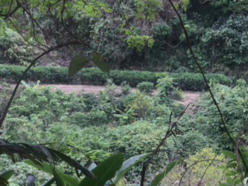 茶，南澳岛云雾山茶特供，