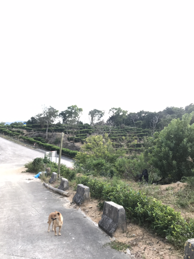 茶，南澳岛云雾山茶特供，