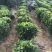 茶,南澳岛云雾山茶特供,