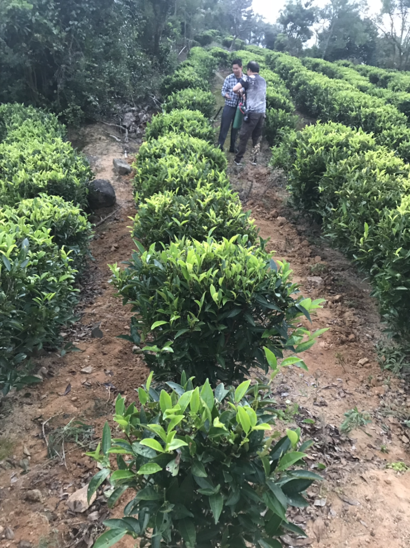 茶，南澳岛云雾山茶特供，
