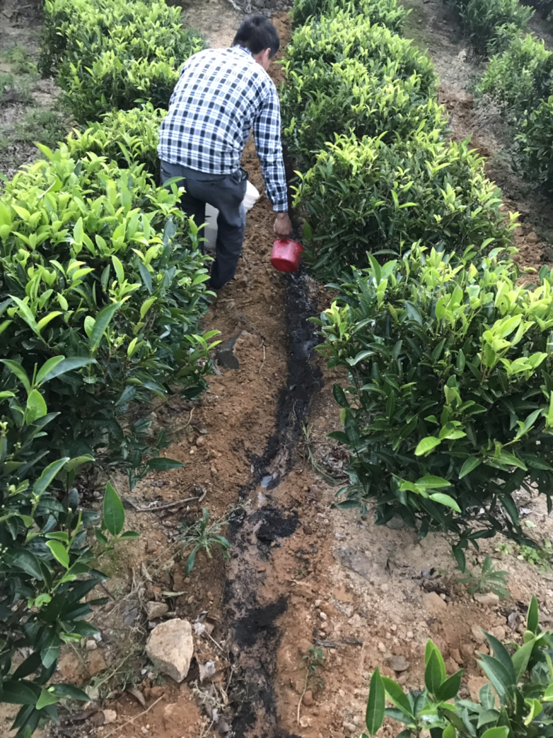 茶，南澳岛云雾山茶特供，