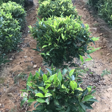 茶,南澳岛云雾山茶特供,