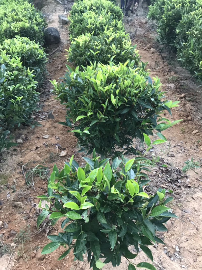 茶，南澳岛云雾山茶特供，