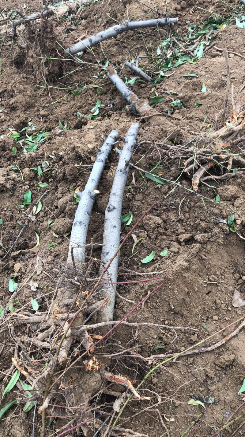 山西占地桃树，嫁接红梅的桃树桩7-13公分