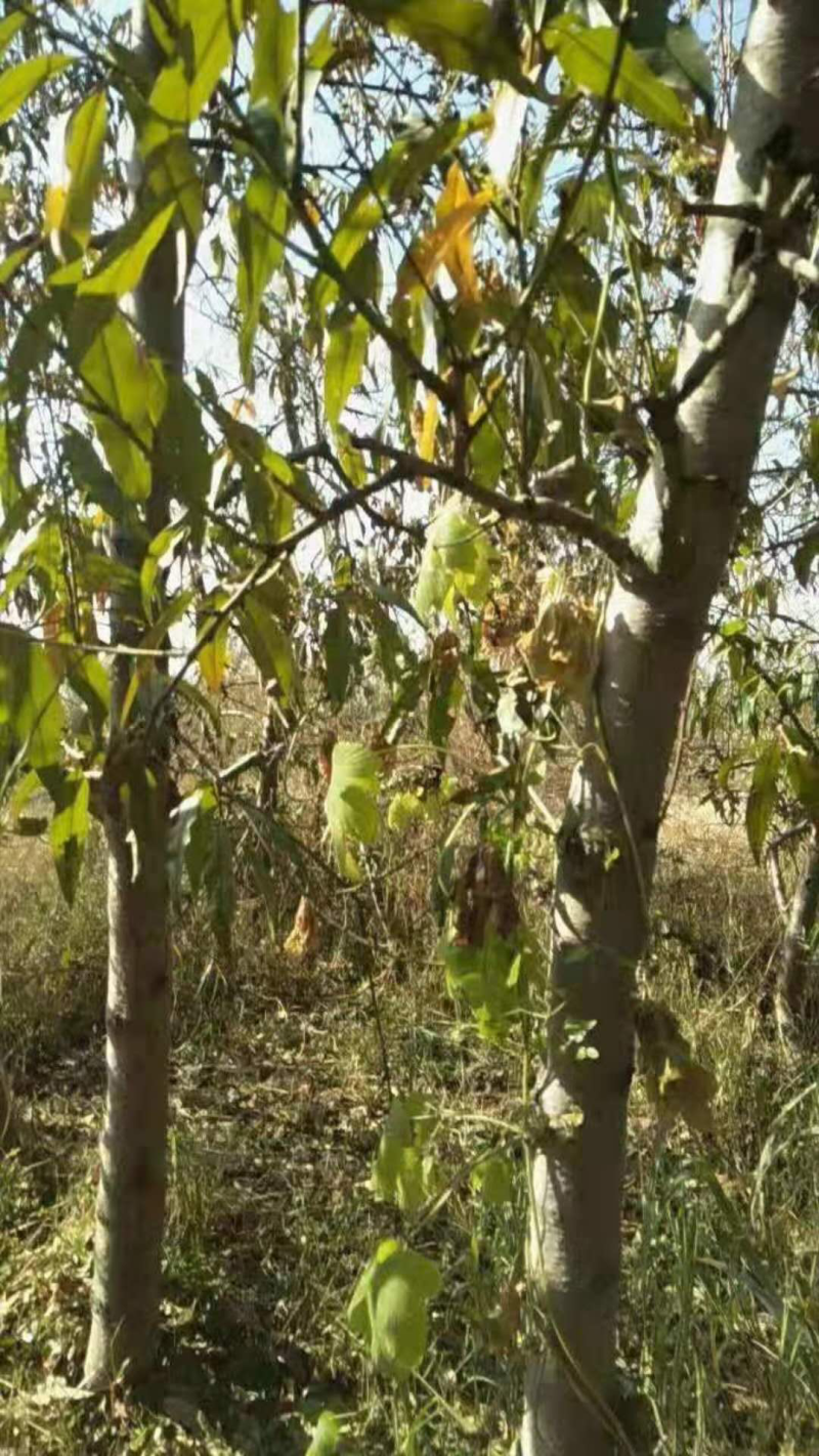 山西占地桃树，嫁接红梅的桃树桩7-13公分