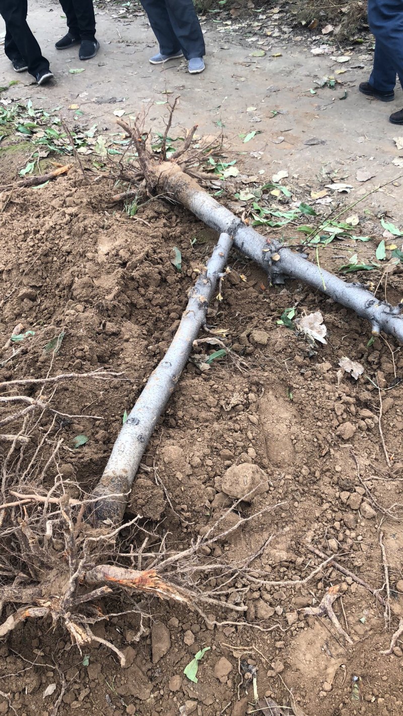 山西占地桃树，嫁接红梅的桃树桩7-13公分