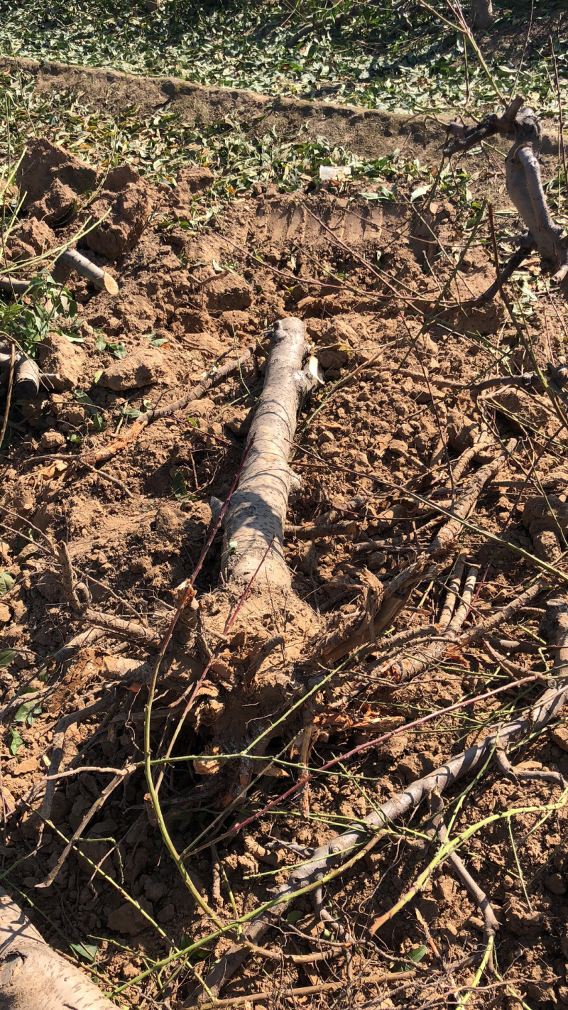 山西占地桃树，嫁接红梅的桃树桩7-13公分