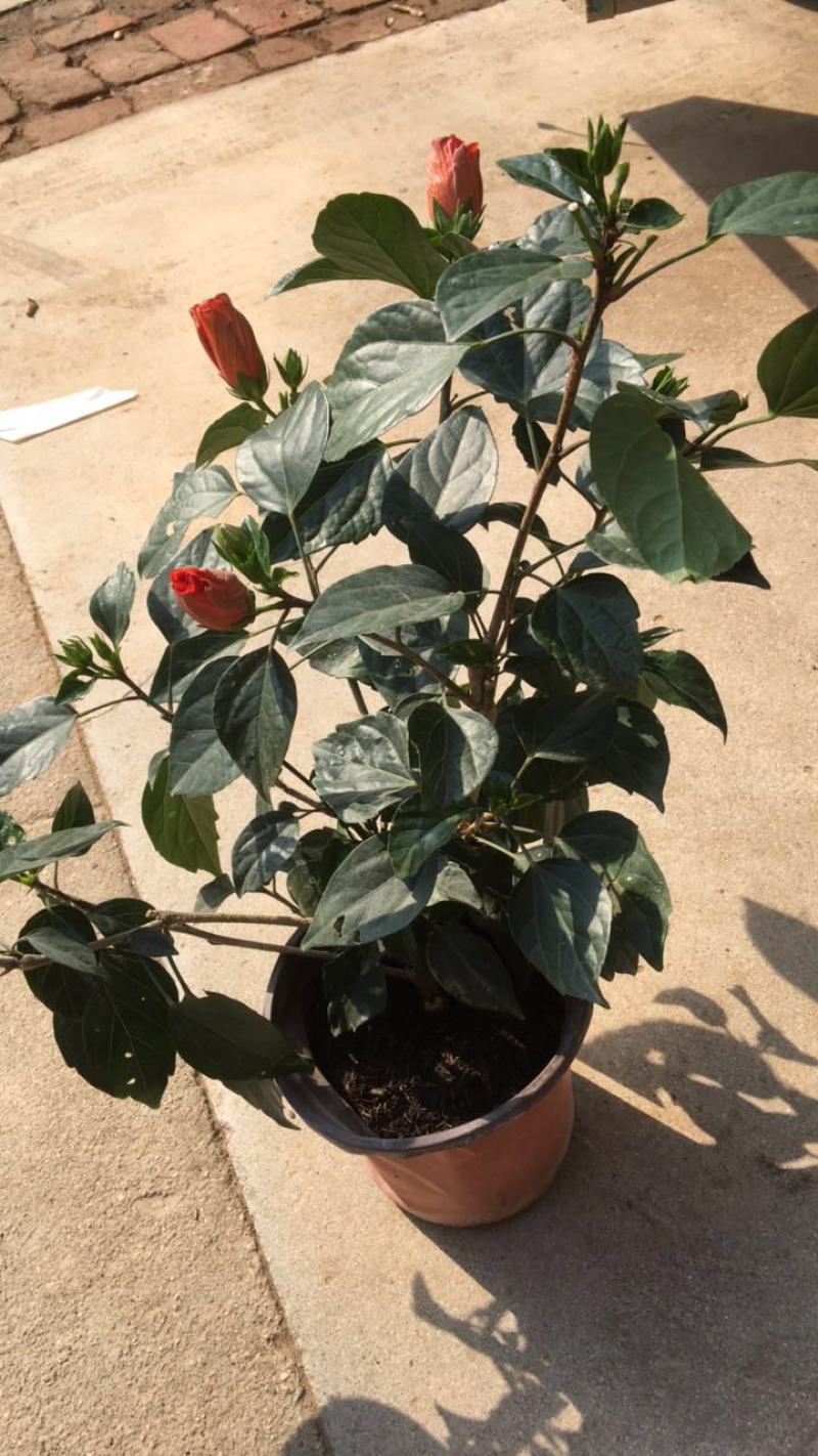 橙色扶桑花苗