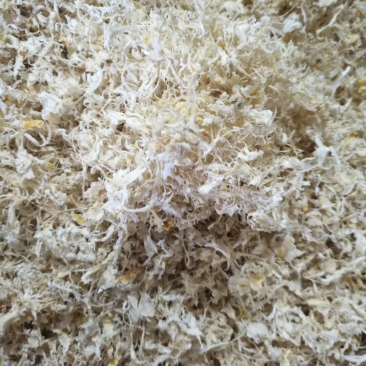 橘络