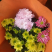 荷兰菊