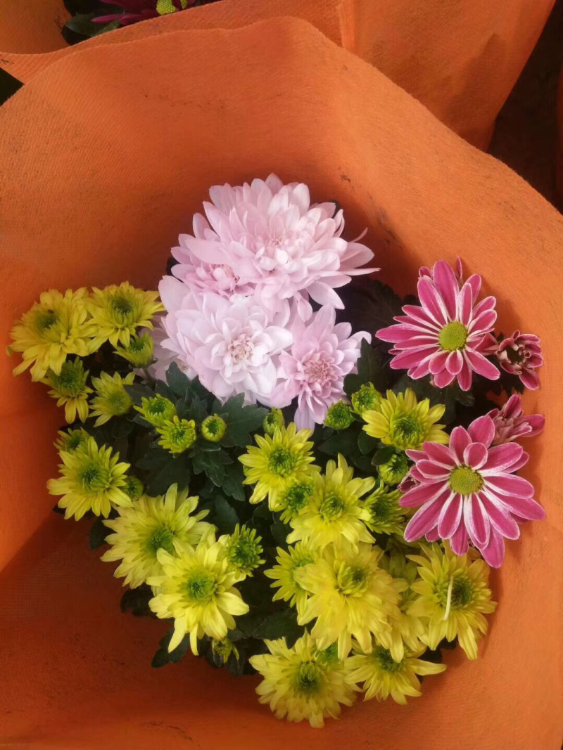 荷兰菊