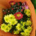 荷兰菊