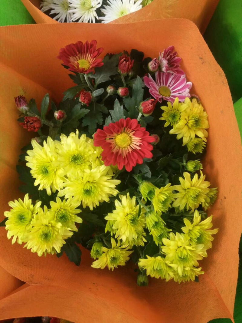 荷兰菊