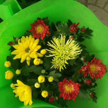 荷兰菊