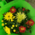 荷兰菊