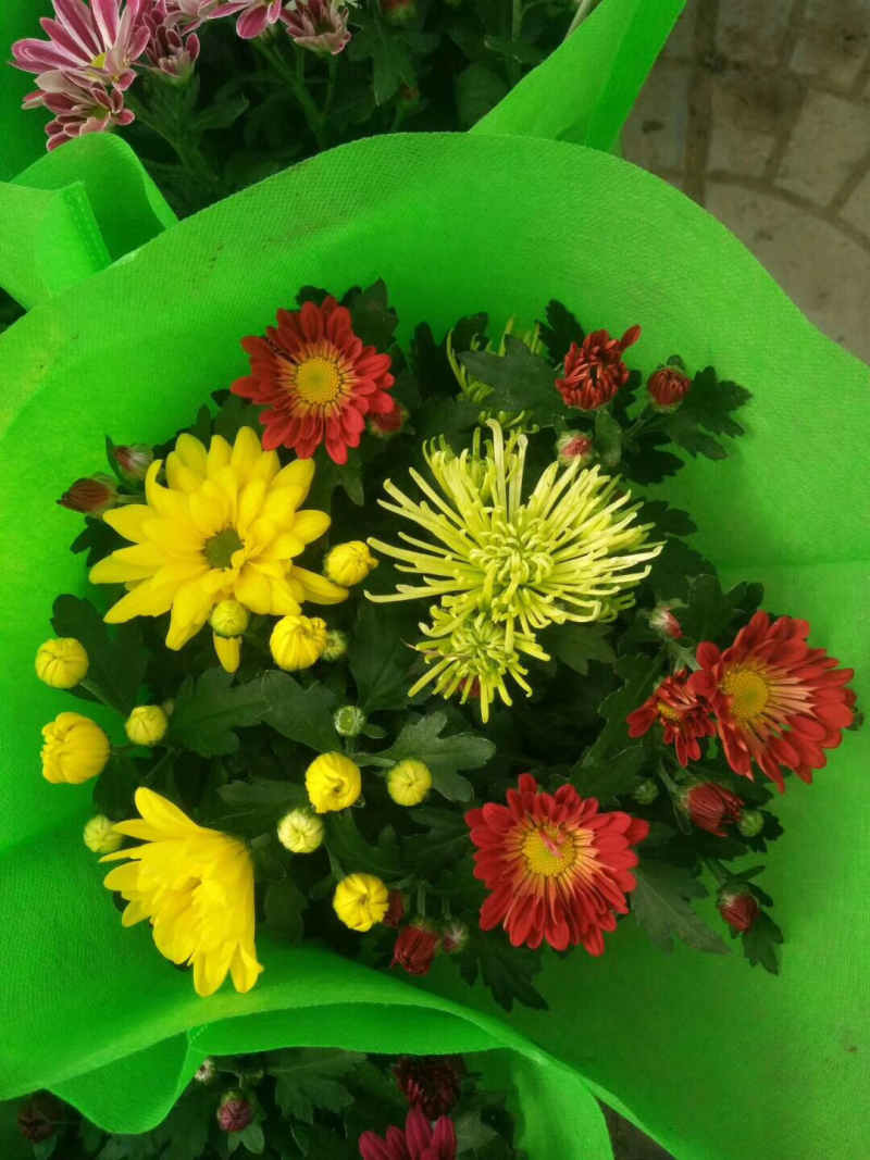 荷兰菊