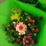 荷兰菊