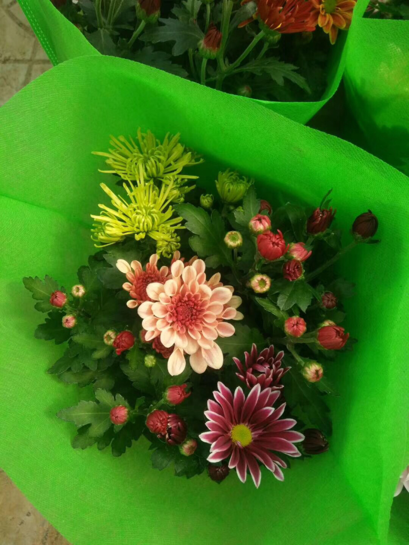 荷兰菊