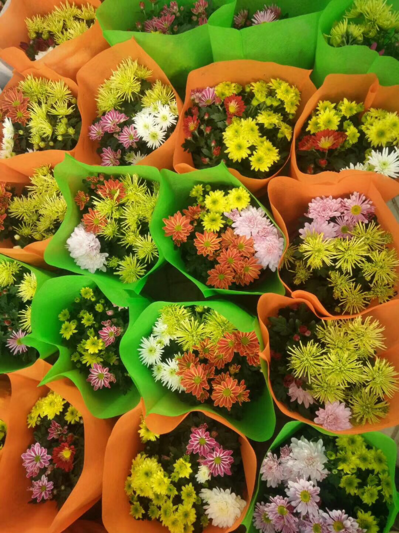 荷兰菊