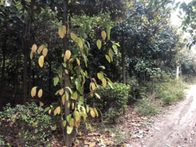 广玉兰
