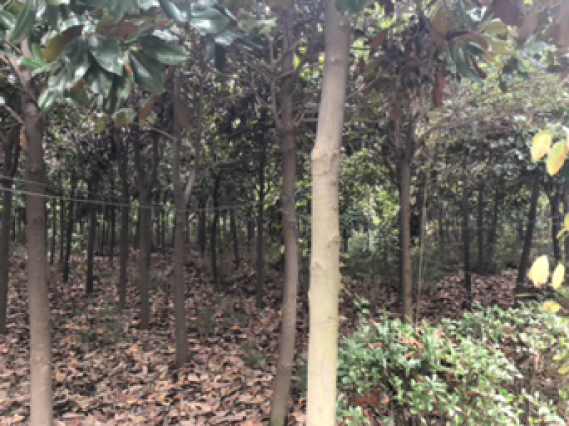广玉兰