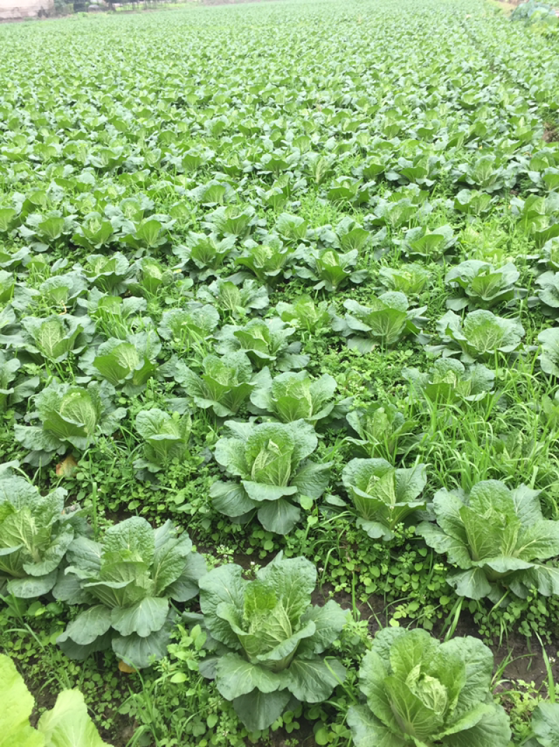 大白菜