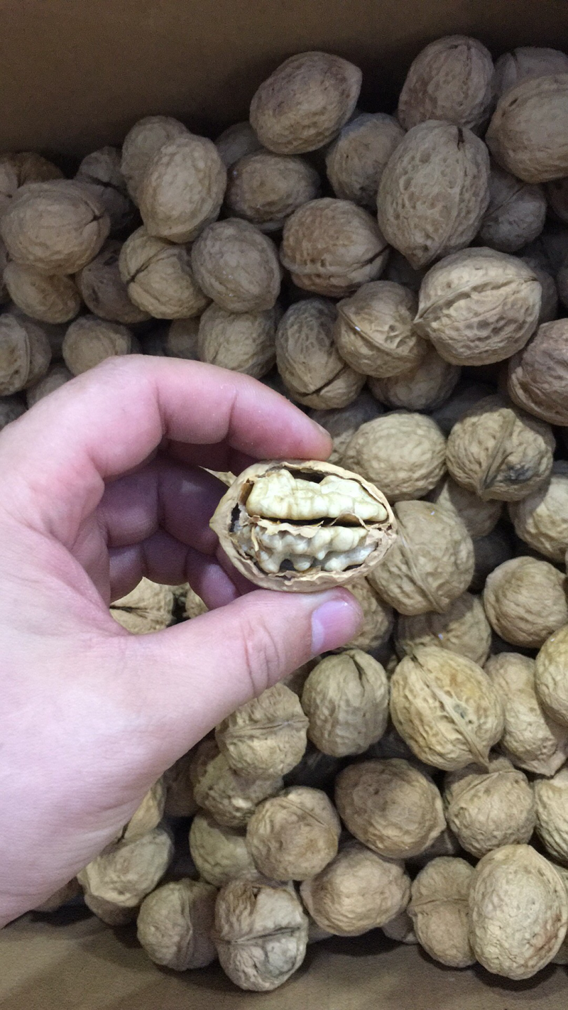 新疆核桃