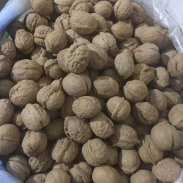 新疆核桃