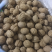 新疆核桃