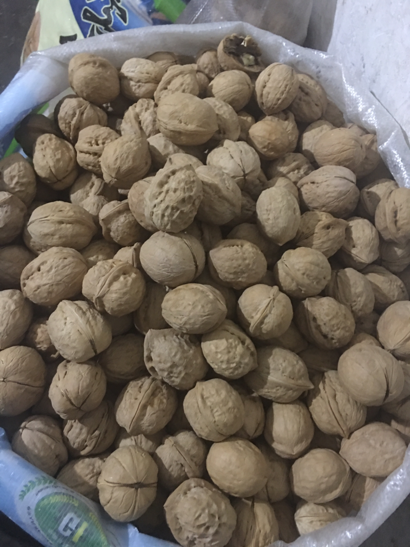 新疆核桃