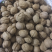 新疆核桃