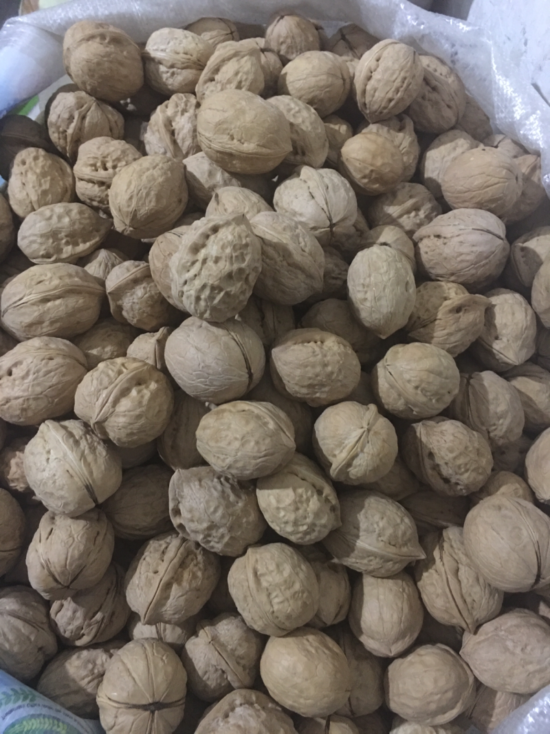 新疆核桃