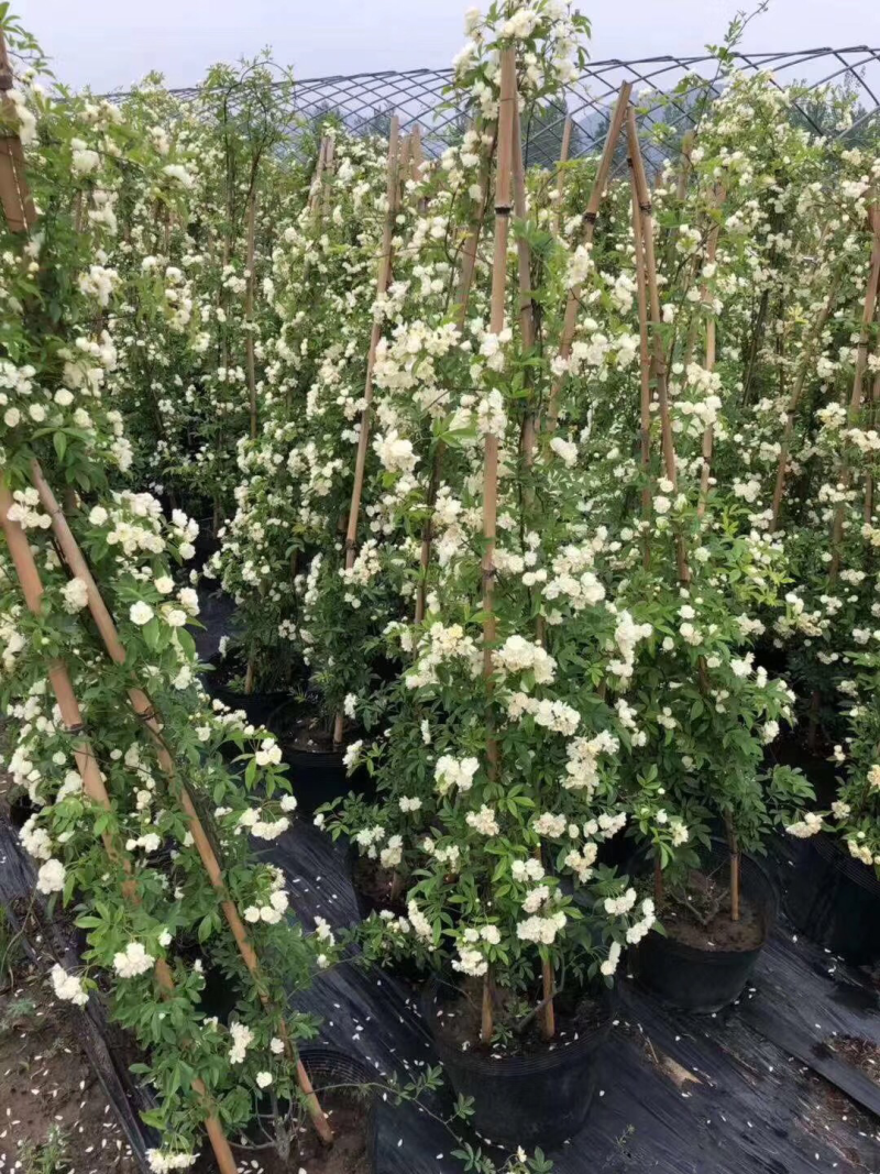花卉盆栽【木香】，爬藤植物