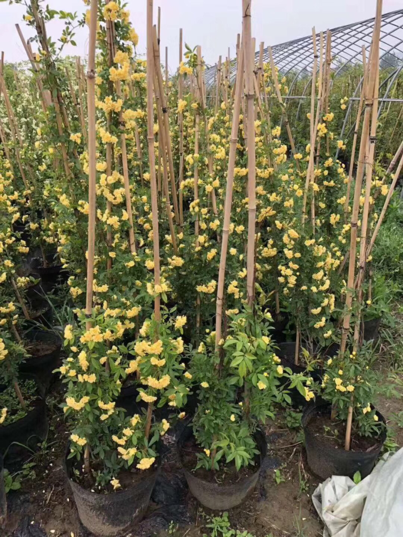 花卉盆栽【木香】，爬藤植物