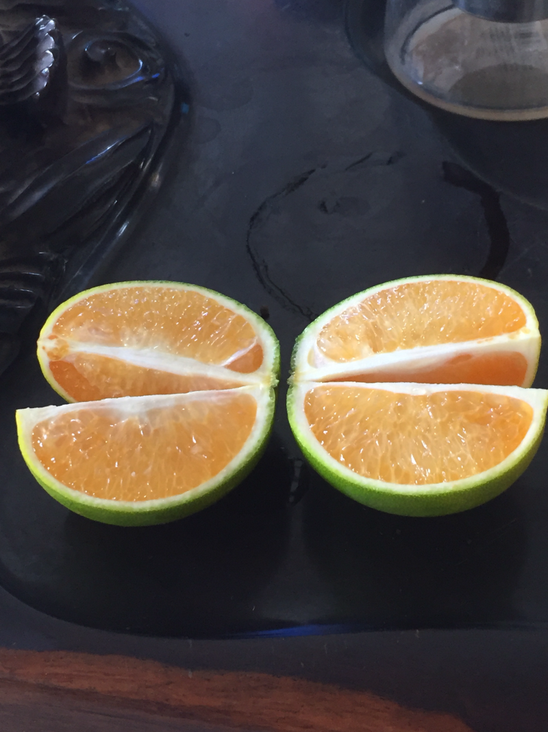 红江橙苗无籽少籽红江橙苗