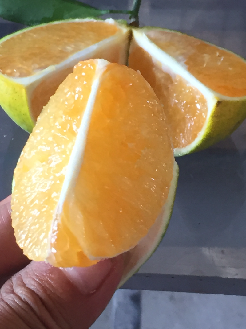 红江橙苗无籽少籽红江橙苗