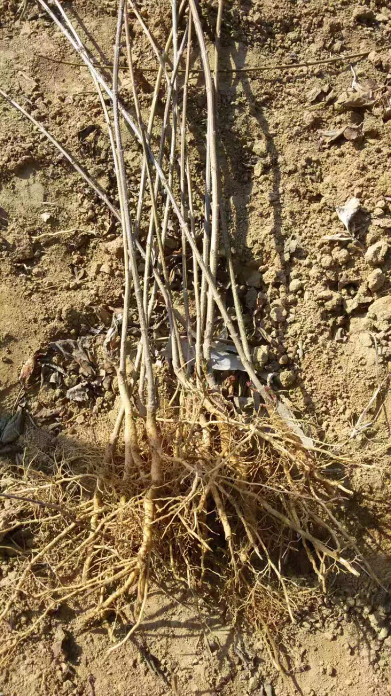 山西精品种苗大红袍花椒苗1到2年苗，基地批發價