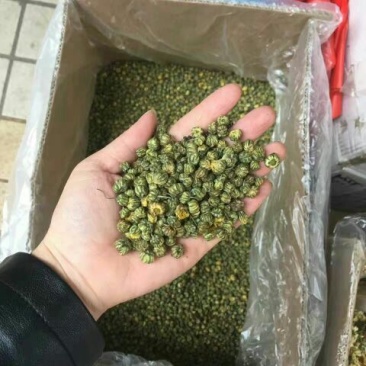 野菊花颗粒