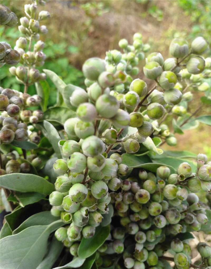 蔓荆子苗(正宗江西单叶蔓荆子）