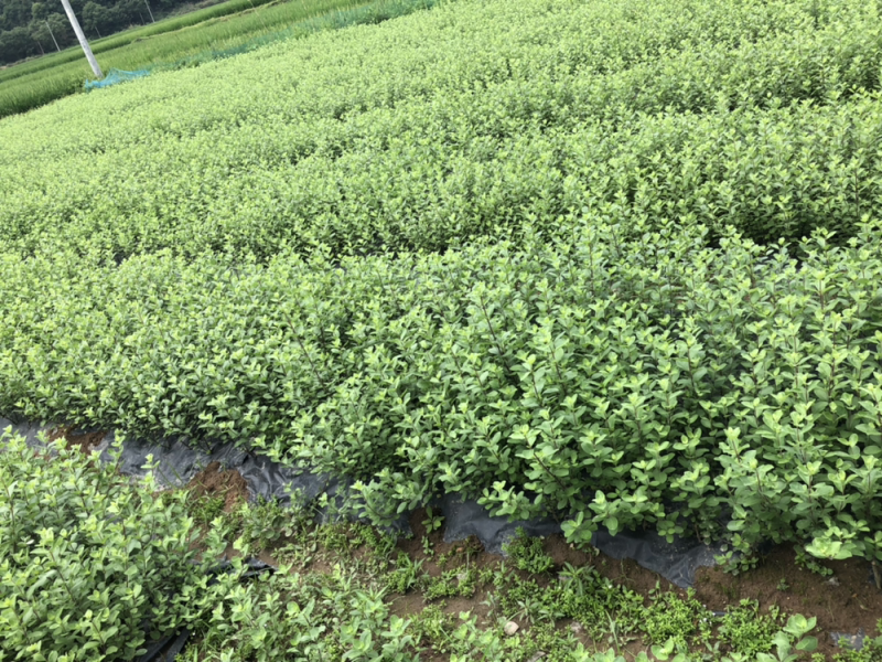 蔓荆子苗(正宗江西单叶蔓荆子）