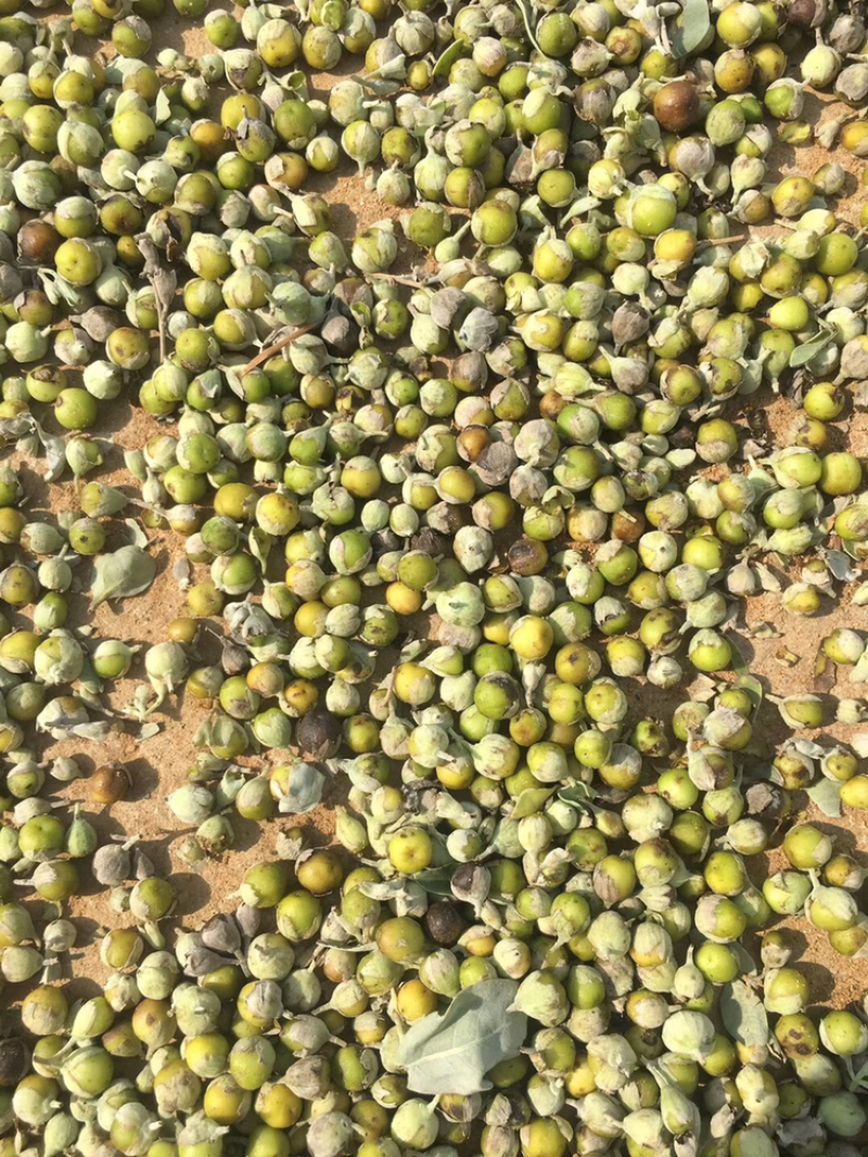 蔓荆子苗(正宗江西单叶蔓荆子）