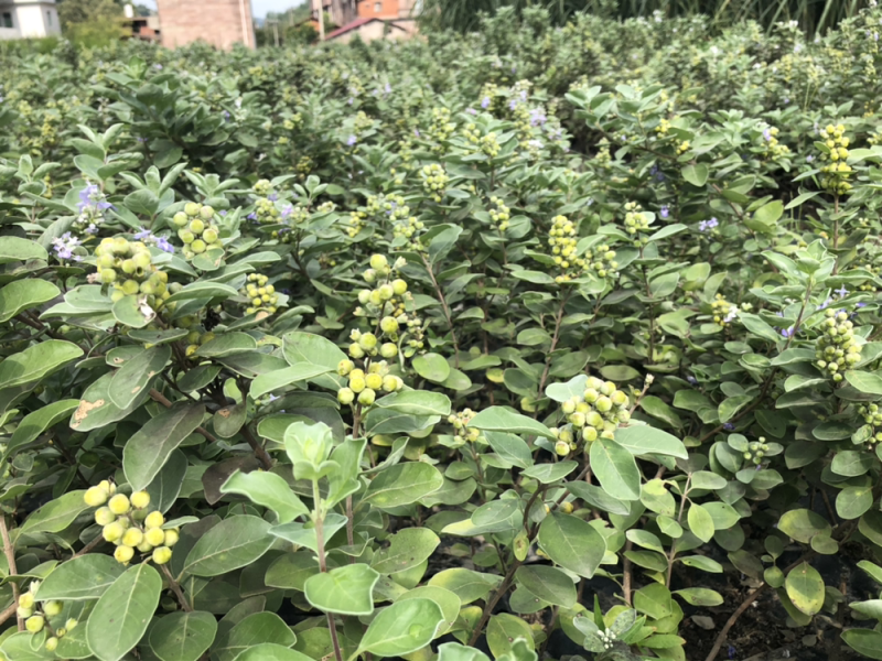 蔓荆子苗(正宗江西单叶蔓荆子）