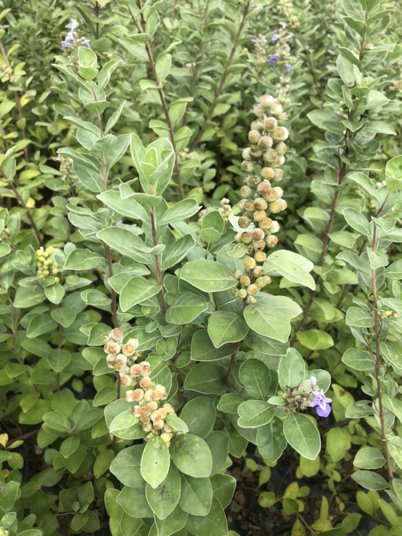 蔓荆子苗(正宗江西单叶蔓荆子）