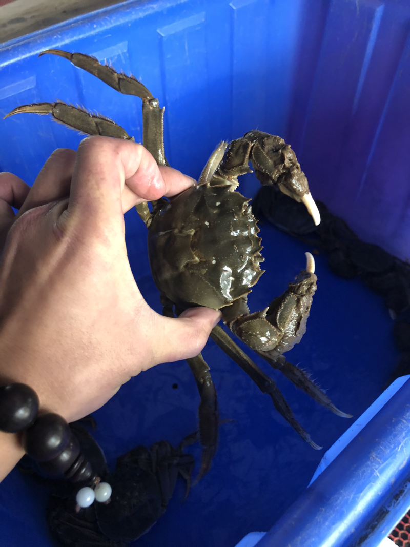 阳澄湖清水蟹